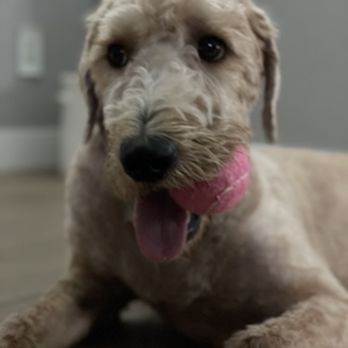 Showered Pets Mobile Grooming - After - Pet Groomers Near Me