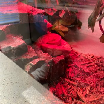 Wild Things - Him in his lil hiding hole on the warm side - Reptile Shops Near Me - Las Vegas, Nevada