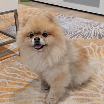 Seattle Canine Club - Pet Groomers Near Me - Seattle, Washington