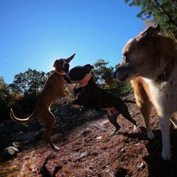 Boston Outdoor Canine Adventures