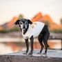 Photo of Arizona Small Dog Rescue