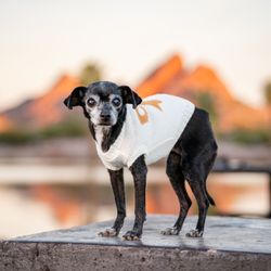 Arizona Small Dog Rescue