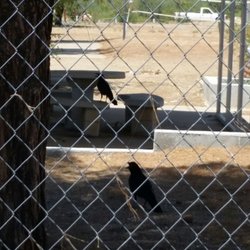 Crystal Lake - Ravens enjoying the picnic area