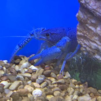Petco - Blue Lobster - Pet Stores Near Me - Kinnelon, New Jersey Petco - Blue Lobster - Pet Stores Near Me - Kinnelon, New Jersey