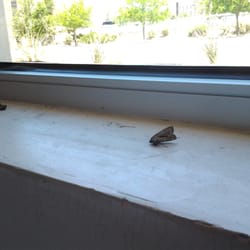 Anthropologie - Dead moths in @Anthropologie...