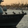 Marina Del Rey Sportfishing gift card
