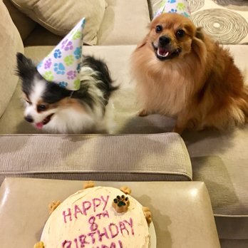 North West Canine Cakes - About to devour it! - Pet Stores Near Me North West Canine Cakes - About to devour it! - Pet Stores Near Me
