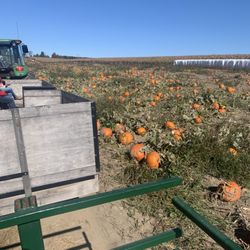 Knox Pumpkin Farm