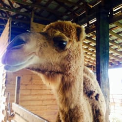 Ocoee Mist Farm Bed &  Breakfast - This is Mel the camel. Sweet and giant!