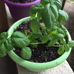 Basil