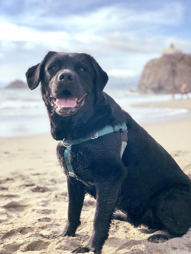 AWESOME PAWSOME DOG WALKING 35 Photos & 29 Reviews San Francisco