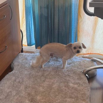 Solano's Ultimutt Grooming - Pet Groomers Near Me - Vacaville, California Solano's Ultimutt Grooming - Pet Groomers Near Me - Vacaville, California