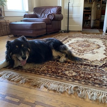 Turko Persian Rug Cleaning - Doggie enjoying his new clean rug. - Carpet Cleaning Near Me - Berkeley, California Turko Persian Rug Cleaning - Doggie enjoying his new clean rug. - Carpet Cleaning Near Me - Berkeley, California