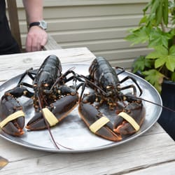Vluchthaven - Oosterscheldekreeft presented alive before cooking