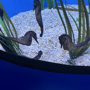 Seattle Aquarium - seahorses. - Aquariums Near Me - Seattle, Washington