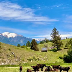 Tobacco River Ranch Glamping - Moo