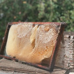 Carranza Honey Farms