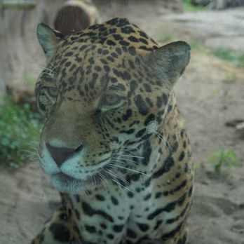 Bearizona - Zoos Near Me - Williams, Arizona Bearizona - Zoos Near Me - Williams, Arizona