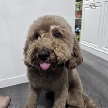Barks In The Bay - Pet Groomers Near Me