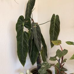 Leaf and Vine