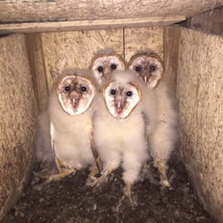 Miellie Meadows - We are part of the endangered barn owl preservation team