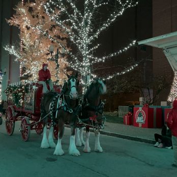 Budweiser Brewery Experience - Clydesdales from the parade. - Beer Tours Near Me - Saint Louis, Missouri