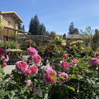Sloat Garden Center - Nurseries & Gardening Near Me - Danville, California Sloat Garden Center - Nurseries & Gardening Near Me - Danville, California