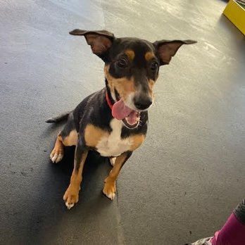 Good Dog K9 Training and Services - Opal looking goofy - Pet Training Near Me Good Dog K9 Training and Services - Opal looking goofy - Pet Training Near Me