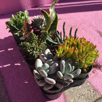 Melrose Trading Post - My new babies!!! Ortiz Succulents :-) - Flea Markets Near Me - Los Angeles, California Melrose Trading Post - My new babies!!! Ortiz Succulents :-) - Flea Markets Near Me - Los Angeles, California