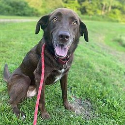 Ruby loves being with the other dogs.