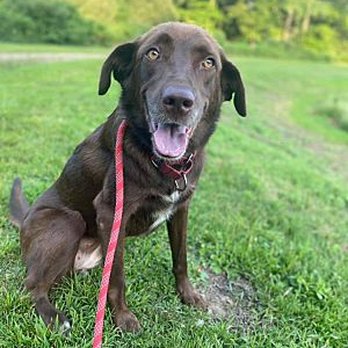 Bark Avenue Pet House - Ruby loves being with the other dogs. - Pet Adoption Near Me - Milford, Connecticut