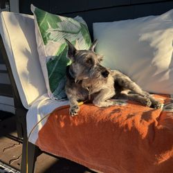 Alison Animal Hospital - Mini Schnauzer