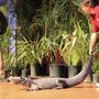 Photo of Animalia Herpetofauna