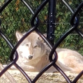 Oxbow Park - Wolf - Parks Near Me - Byron, Minnesota Oxbow Park - Wolf - Parks Near Me - Byron, Minnesota