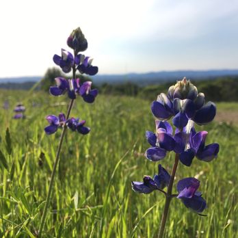 Trione-Annadel State Park - Lupine in April cover the sunny hillsides - Parks Near Me - Santa Rosa, California Trione-Annadel State Park - Lupine in April cover the sunny hillsides - Parks Near Me - Santa Rosa, California