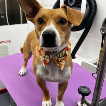 Reese's Pet Sitting - Pet Groomers Near Me