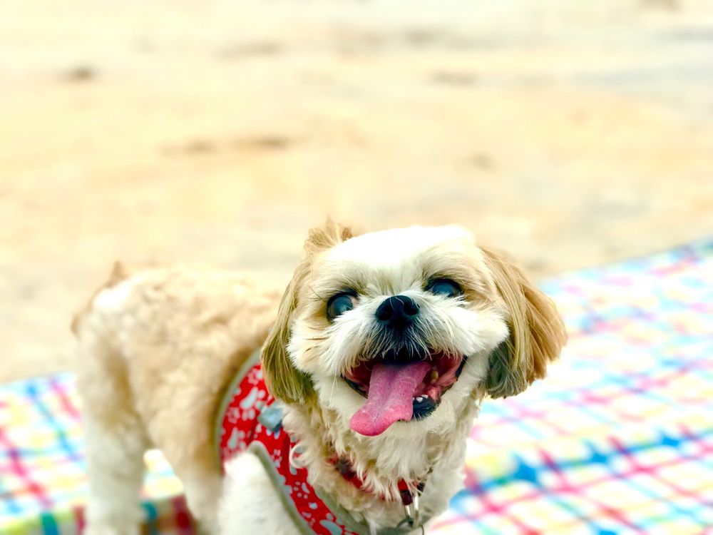 Jungle Hut Park Beach Image