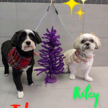 Bubbles-N-Bones - Toby and Riley's 1st time to Bubbles and Bones! - Pet Groomers Near Me - Seaford, New York