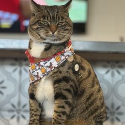 Ryder_brewery_cat Ryder_brewery_cat