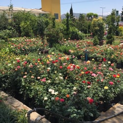 Vivero Santa Rosa - Rosales