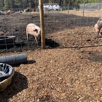 Piney Pig & Poultry Farm - Mud pit time! - Ranches Near Me - Shamong, New Jersey Piney Pig & Poultry Farm - Mud pit time! - Ranches Near Me - Shamong, New Jersey