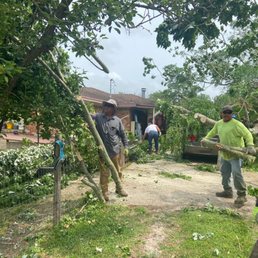 Tree removal Tree removal
