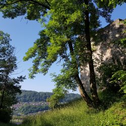 Ruine Lichteneck - Mauerreste und Blick nach Ingelfingen