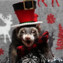 Washington Ferret Rescue and Shelter - Ashton at a WFRS fundraiser