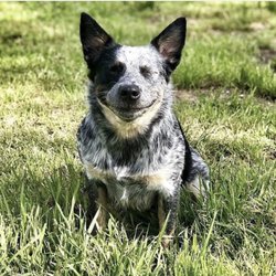 Whisky the Assistant Coach