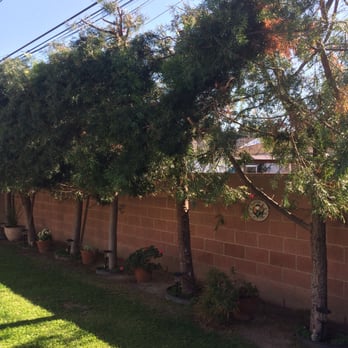Octavio's Tree Service - 2 look like twigs with broken (not clean cut) branches. Leaves are turning brown & dropping off. - Tree Services Near Me Octavio's Tree Service - 2 look like twigs with broken (not clean cut) branches. Leaves are turning brown & dropping off. - Tree Services Near Me