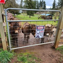 Tollen Farm - DONKEYS WAITING FOR YOU TO VISIT