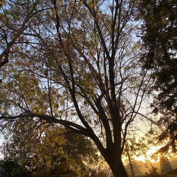 C&W Tree And Landscape - Before - Landscaping Near Me - Martinez, California