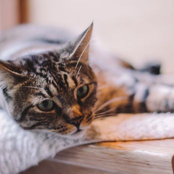 Seattle Meowtropolitan - Themed Cafes Near Me - Seattle, Washington Seattle Meowtropolitan - Themed Cafes Near Me - Seattle, Washington