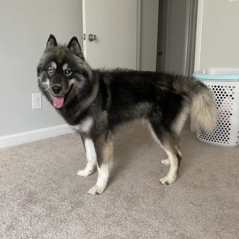 Pawadise - Your Pet's Paradise - Pet Sitting Near Me - Jacksonville, North Carolina Pawadise - Your Pet's Paradise - Pet Sitting Near Me - Jacksonville, North Carolina